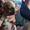 chihuahua puppies all males