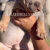 XL AMERICAN BULLY PUPPIES