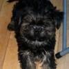 Pets size Yorky terrier, three months old, looking to be Rehomed