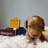 Mini Goldendoodle Puppies For Sale