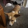 Young corgi needs home obo