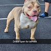 AMERICAN BULLY Draco