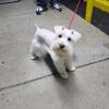 Akc Miniature Schnauzer stud service