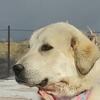 Pyrenees/Anatolian-Kangal pups