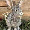Flemish Giant