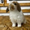 Holland lop buck 