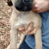 13wk old AKC Mastiff pups, 3 left of litter of 10, price reduced
