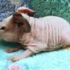 Skinny Guinea pigs Hairless Pedigreed Cavys Held Daily very sweet