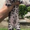 F2 Savannah cats exotic males