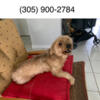 Free Yorkie mix female