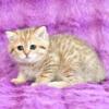 NEW Elite Scottish straight kitten from Europe with excellent pedigree, female. Razita