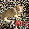 Ruby female Pembroke Welsh Corgi