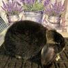 Otter French Lop Bucks