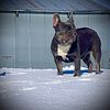 Adult Female French Bulldog