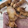 Chihuahua pUps LookIn for FOREVER  hOmE