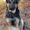 Fall/winter birth German shepherd puppies 