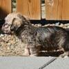 Dandie Dinmont puppies