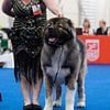 The Top Caucasian Shepherds in the Country!