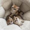 Scottish fold kitten