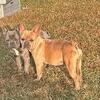 french bulldogs