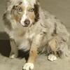 ASDR Registered Australian Shepherd male