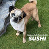 PANDA PUG STUD