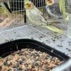 Reduced, birds need a home. Nice cockatiel pairs