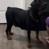 Akc German Rottweiler for sale