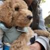 Golden doodle puppies 