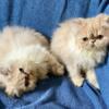 Exotic Persian cream and white male female kittens