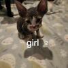 Sphynx x devon rex