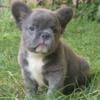 Xaro French Bulldog male puppy for sale. $2,590