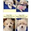 AKC Embark DNA tested Coton De Tulear Puppies READY!