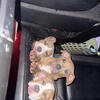 Olde English Bulldogge puppies