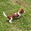 AKC Male Dachshund - longhaired