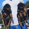 Pure breed AKC ROTTWEILERS