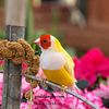 Lady Gouldian Finches! FREE Express Shipping!