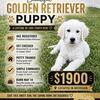 ENGLISH CREAM RETRIEVER
