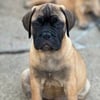 Bullmastiff puppies for sale