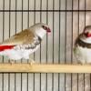 Diamond firetail finch