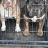 American bully 