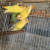 Peach faced, fischer and black headed lovebirds