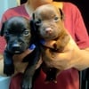 Patterdale terrier pups for sale