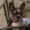 Merle French Bulldog For Sale