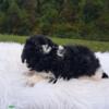 Male parti (white with black) mini poodle. Akc registered. For sale