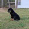 Champion Bloodline Rottweiler Puppies - Douglasville, GA