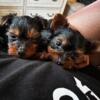 Beautiful Female Yorkie's