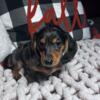 Miniature Dachshund Blue & Dapple Female