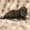 AKC Miniature Dachshund