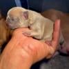 French bulldog puppies